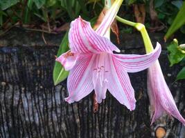 Rosa Amaryllis Blume blüht im das Garten mit Amaryllis Hintergrund, Amaryllis doppelt Blumen, Sanft Fokus foto