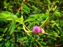 wir immer merken Mimose pudica l wie ein Pflanze Das ist fähig zu schließen es ist Blätter wann berührt oder geblasen. foto