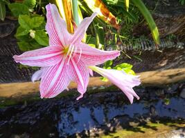 Rosa Amaryllis Blume blüht im das Garten mit Amaryllis Hintergrund, Amaryllis doppelt Blumen, Sanft Fokus foto