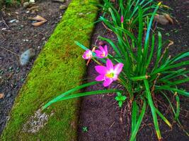 Zephyranthes Rosea, häufig bekannt wie das Rosa Regen Lilie, ist ein Spezies von Regen Lilie einheimisch zu Peru und Kolumbien. foto