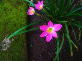 Zephyranthes Rosea, häufig bekannt wie das Rosa Regen Lilie, ist ein Spezies von Regen Lilie einheimisch zu Peru und Kolumbien. foto