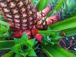 Ananas Plantage, Nahansicht von Ananas Baum foto