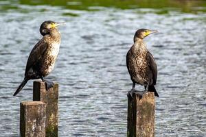 2 Komoranten auf 2 hölzern Stangen im das Meer foto