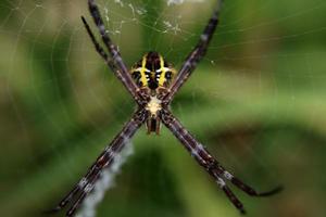 Foto von Spinne mit unscharfem Hintergrund