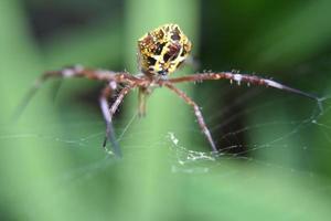 Foto von Spinne mit unscharfem Hintergrund