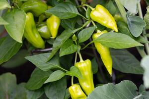 frisch und würzig rot heiß Chili Pfeffer foto