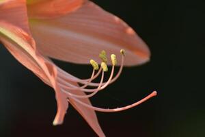 Hintergrund Bild von Orange Blume Staubblätter und Blütenblätter. foto