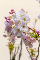japanisch blühen Kirsche Blüten im Frühling foto