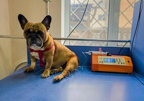 ein Französisch Bulldogge ist Sein behandelt beim ein Veterinär Klinik. iv mit Katheter im das Pfote. foto