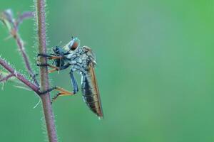 das Räuber fliegen oder Asilidae war Essen es ist Beute auf das Ast von ein murren foto