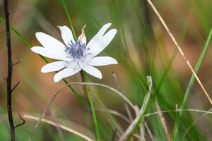 breitblättrig Anemone Anemone Hortensie, Gravina di später, Apulien, Italien foto