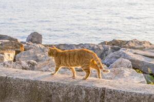 Gelb Straße Katze ist Gehen auf Damm in der Nähe von zu Meer beim das sonnig Tag. Istanbul, Truthahn. Tier Porträt. foto