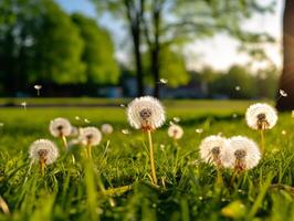 Löwenzahn Saat nehmen Flug auf ein warm Sommer- Brise im ein sonnendurchflutet Grün Park foto