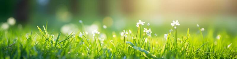 üppig Frühling Banner von Natur Schönheit mit Weiß Blumen im hell Grün Gras foto