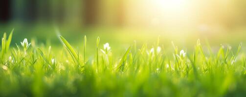 Frühling Erwachen Banner mit Weiß Wildblumen Höhepunkt durch beschwingt Grün Gras foto