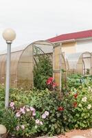 groß Gewächshäuser zum wachsend hausgemacht Gemüse. das Konzept von Gartenarbeit und Leben im das Land. foto