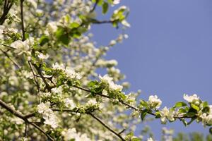 ein Apfel Baum im ein Blühen Park, das Allgemeines plan.blooming Geäst von ein Apfel Baum mit Weiß Blumen, ein Hintergrund von Frühling Natur foto