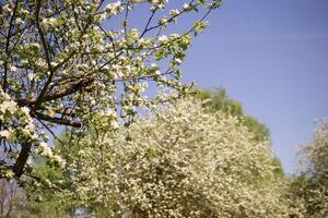 ein Apfel Baum im ein Blühen Park, das Allgemeines plan.blooming Geäst von ein Apfel Baum mit Weiß Blumen, ein Hintergrund von Frühling Natur foto