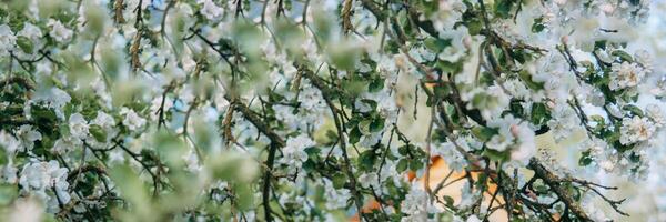 Blühen Apfel Baum Geäst mit Weiß Blumen Nahansicht. foto