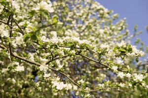 ein Apfel Baum im ein Blühen Park, das Allgemeines plan.blooming Geäst von ein Apfel Baum mit Weiß Blumen, ein Hintergrund von Frühling Natur foto