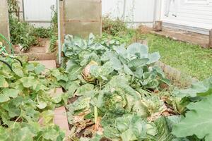 Kohl wächst im das Garten. Ernte Kohl. Leben im das Dorf. foto