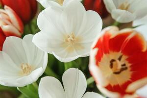 Frühling Inspiration. Tulpe Strauß im Ehre von International Damen Tag foto