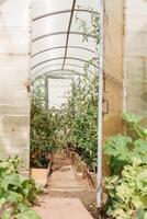groß Gewächshäuser zum wachsend hausgemacht Gemüse. das Konzept von Gartenarbeit und Leben im das Land. foto
