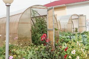 groß Gewächshäuser zum wachsend hausgemacht Gemüse. das Konzept von Gartenarbeit und Leben im das Land. foto