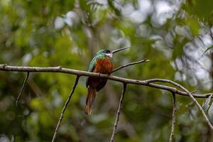 Tier Rotschwanz jacamar Vogel foto