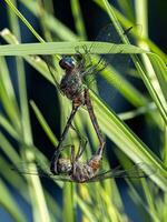 Erwachsene Libellen Insekten Kupplung foto