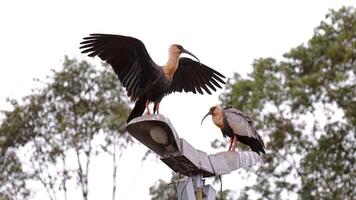 polieren Hals ibis Tiere foto