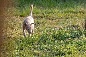 Hund Tier spielen im das Feld foto