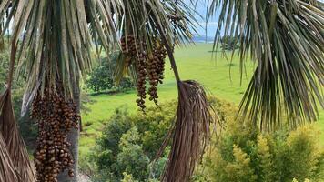 Früchte von das buriti Palme Baum foto