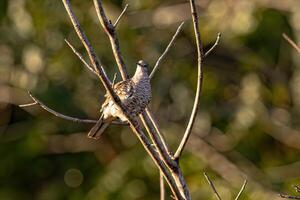 skaliert Taube Vogel foto