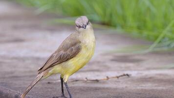 erwachsener Rindertyrannvogel foto