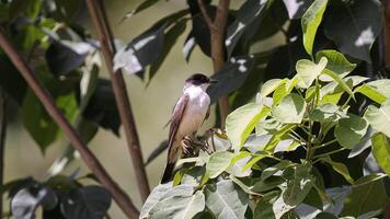 Gabel beschattet Fliegenfänger Vogel foto