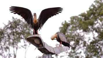 polieren Hals ibis Tiere foto