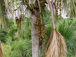 Früchte von das buriti Palme Baum foto