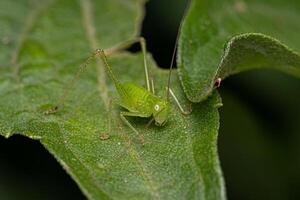 Blatt Katydid Nymphe foto