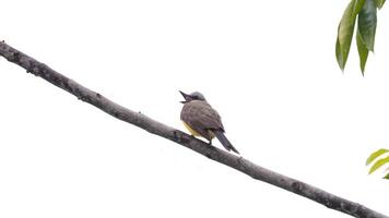 tropisch Kingbird Tier foto