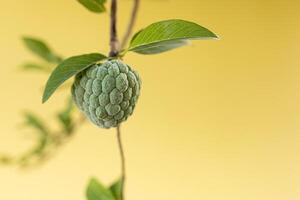 Sweetsop grüne Frucht foto