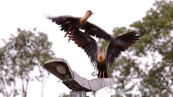 polieren Hals ibis Tiere foto