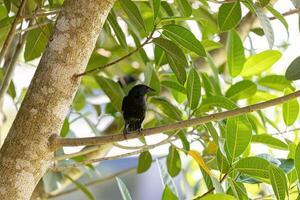 schwarze Chopi-Amsel foto