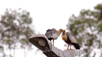 polieren Hals ibis Tiere foto