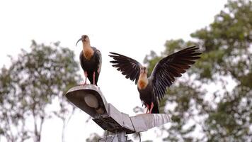 polieren Hals ibis Tiere foto