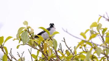 gefüttert Saatgutfresser Vogel foto