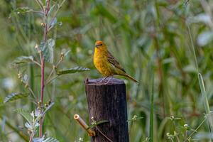 männlich Safran Fink Vogel foto