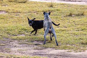 Hunde Tiere spielen im das Feld foto