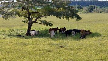 Kühe und Pferde im ein Feld nehmen Zuflucht von das Nachmittag Sonne im das Schatten von ein Baum foto