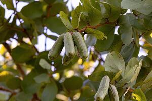 Stinkefingerbaum mit Früchten foto